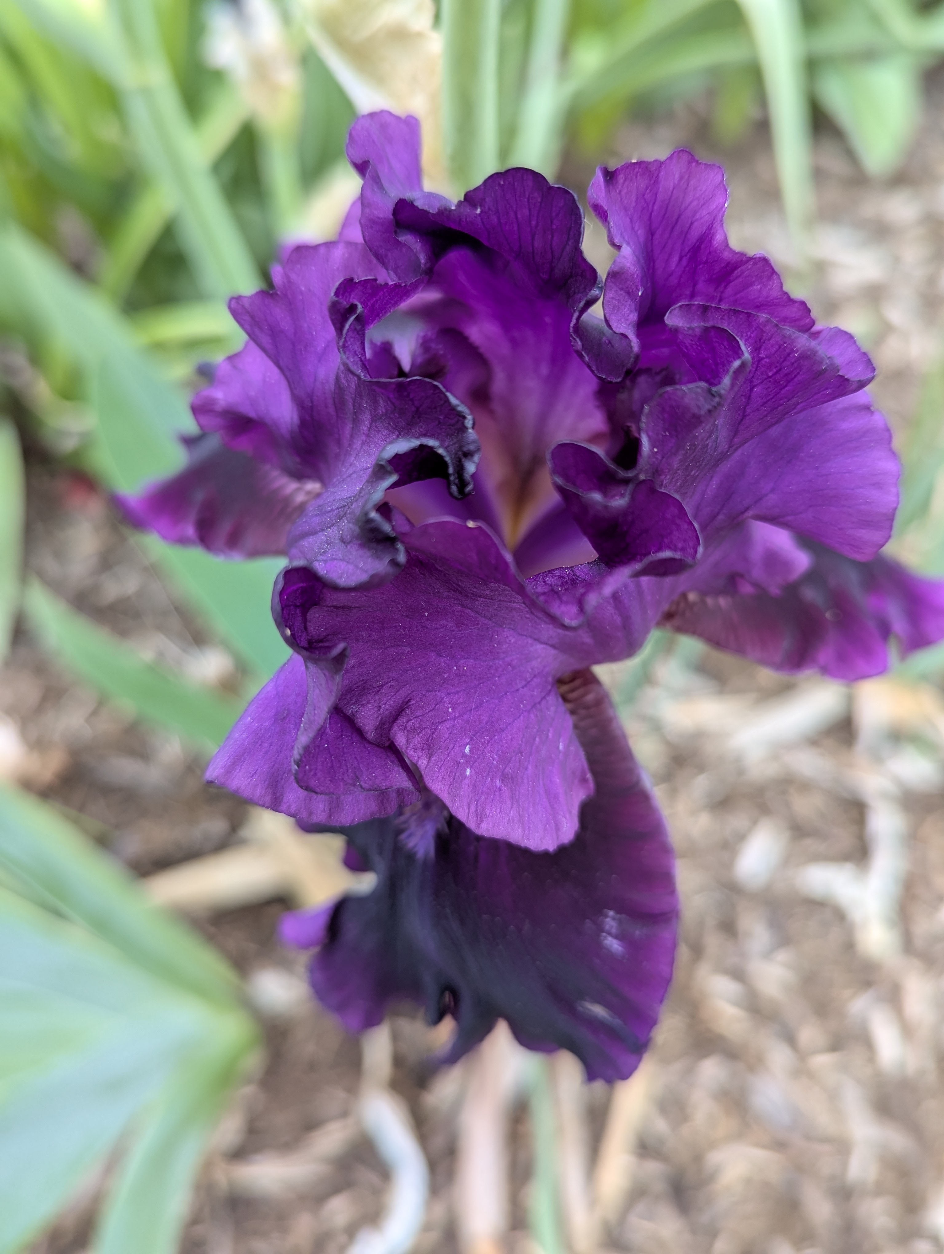 Garden, Flowers, Morrison, Colorado